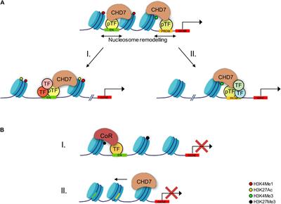 Semaphorin Regulation by the Chromatin Remodeler CHD7: An Emerging Genetic Interaction Shaping Neural Cells and Neural Crest in Development and Cancer